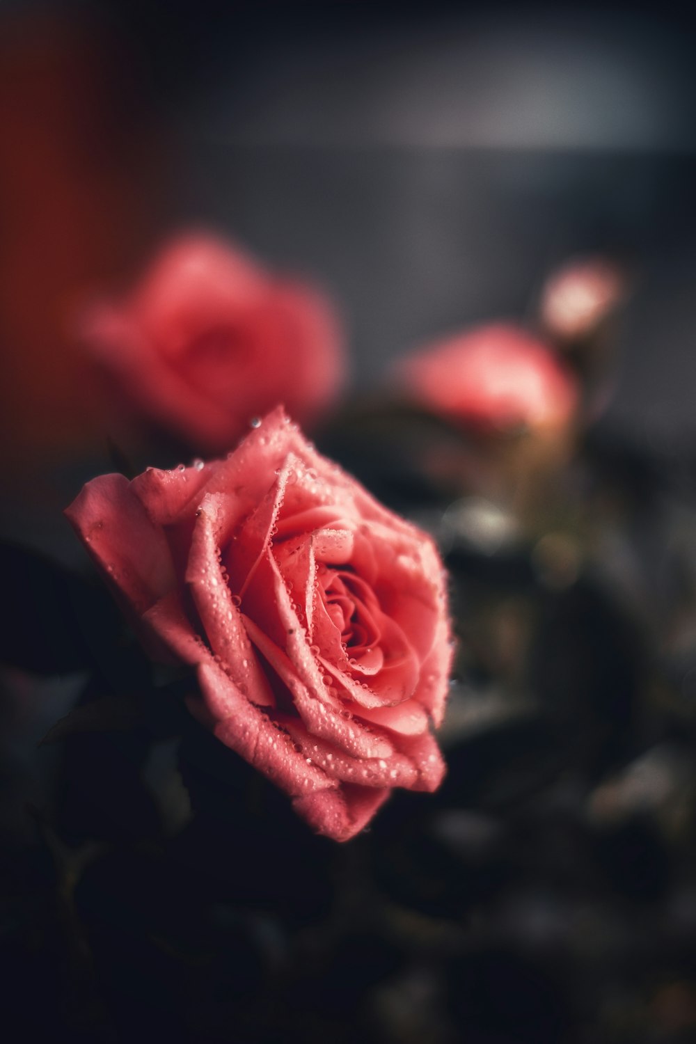 red rose in bloom close up photo