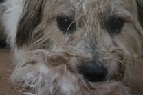 A close-up of a shaggy, wet-haired dog resting its head on a surface. The fur is long and curly, predominantly covering the eyes. The dog appears calm and slightly melancholic.