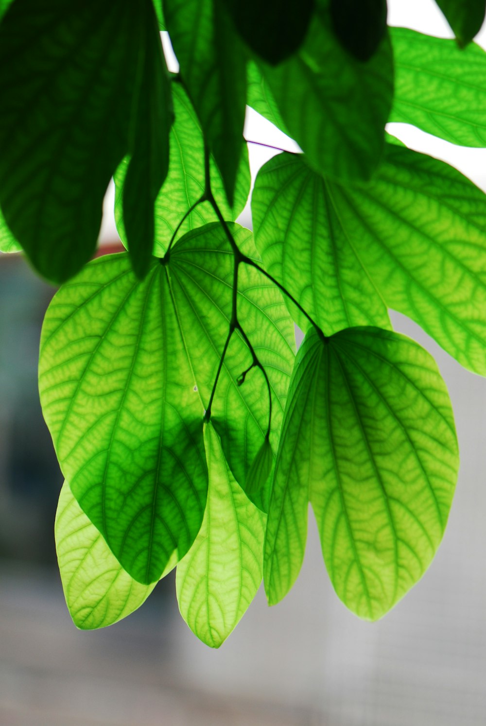 green leaves in macro lens