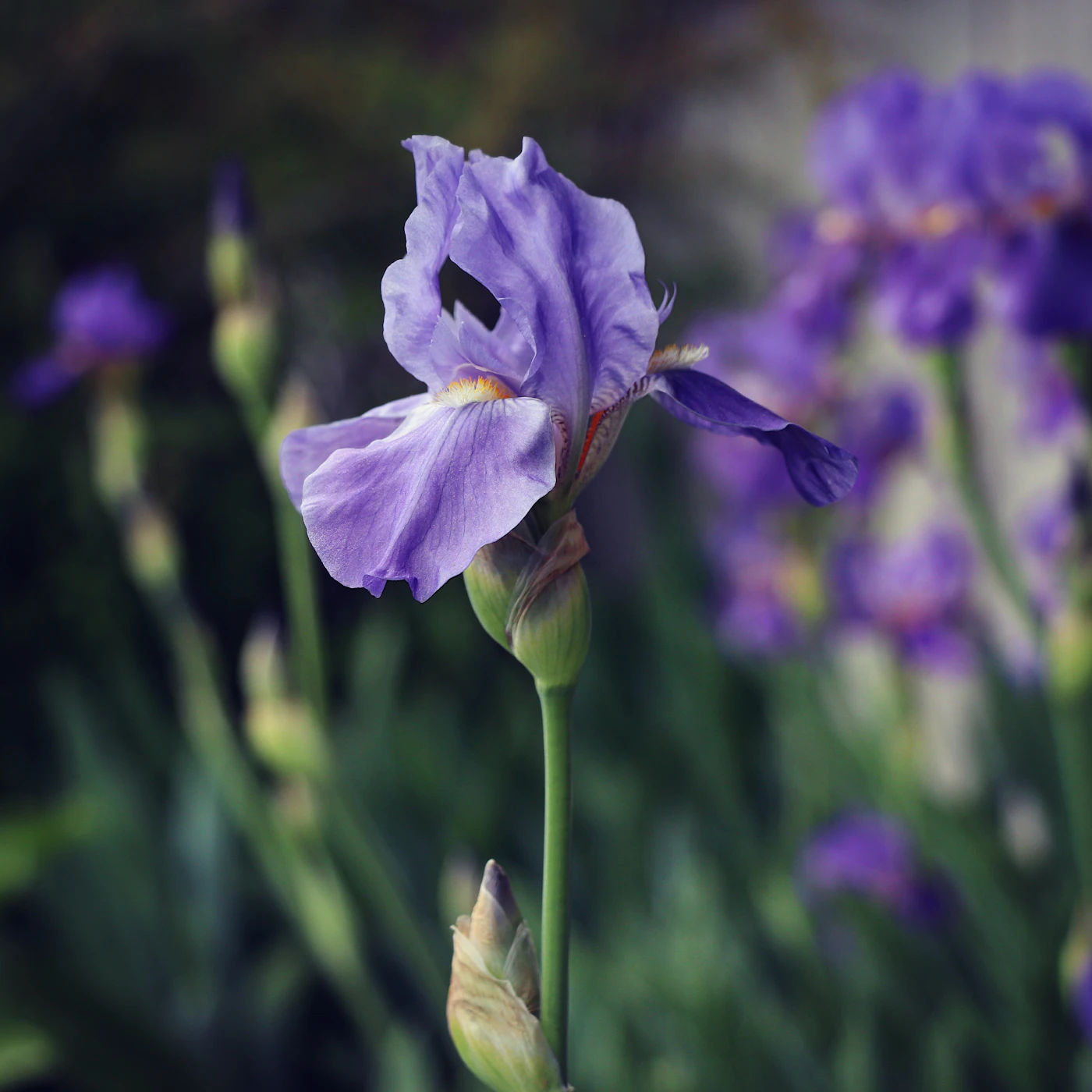 Botanical material