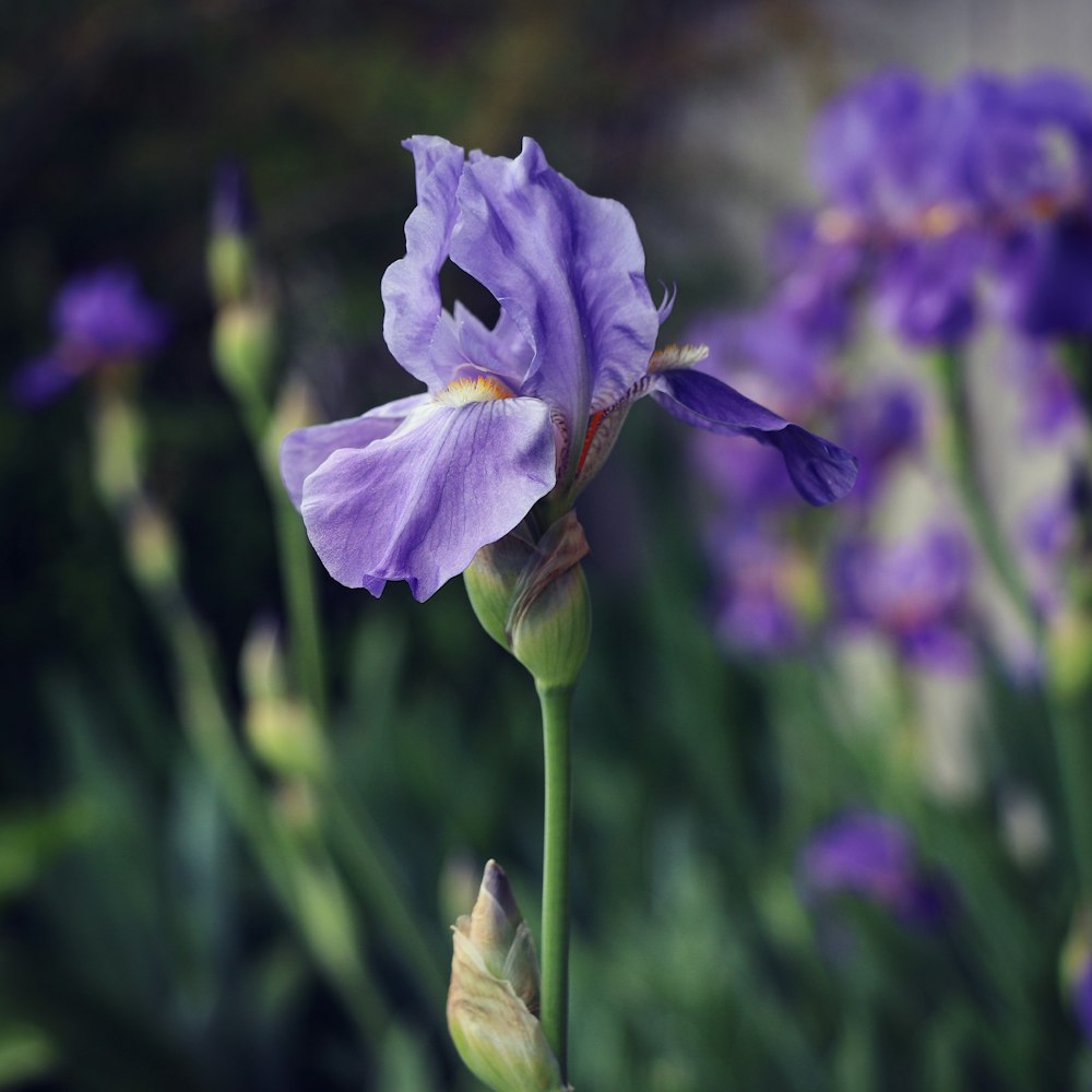 purple flower in tilt shift lens