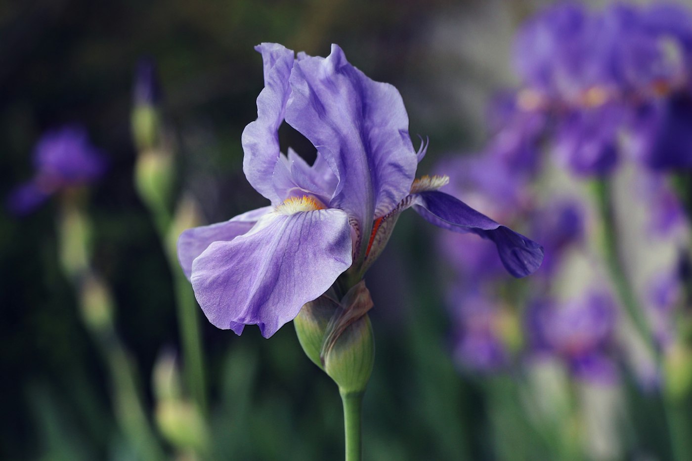 Violet iris flower similar to blue flag iris