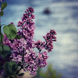 Lilac flowers are in full bloom, displaying clusters of small, delicate purple and white petals. The background is softly blurred, suggesting a serene, watery backdrop.