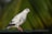 A pigeon with speckled white and black plumage is perched on a green metal railing. Its bright red eyes stand out vividly against its light-colored feathers. In the background, there is a blurred effect of green foliage, providing a natural setting.