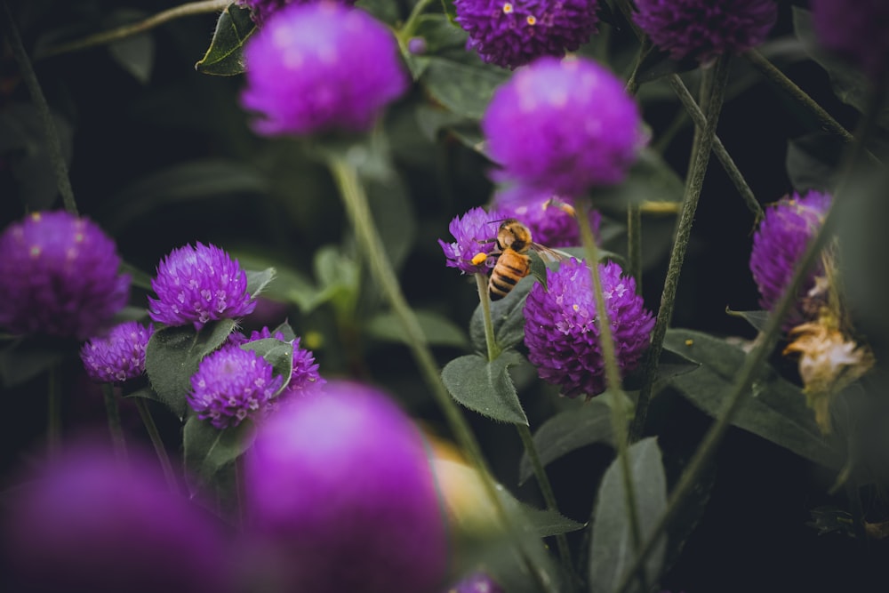 honeybee perched on purple flower in close up photography during daytime