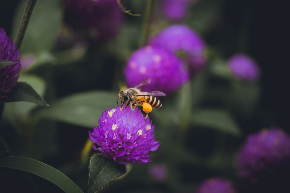 yellow and black bee on purple flower