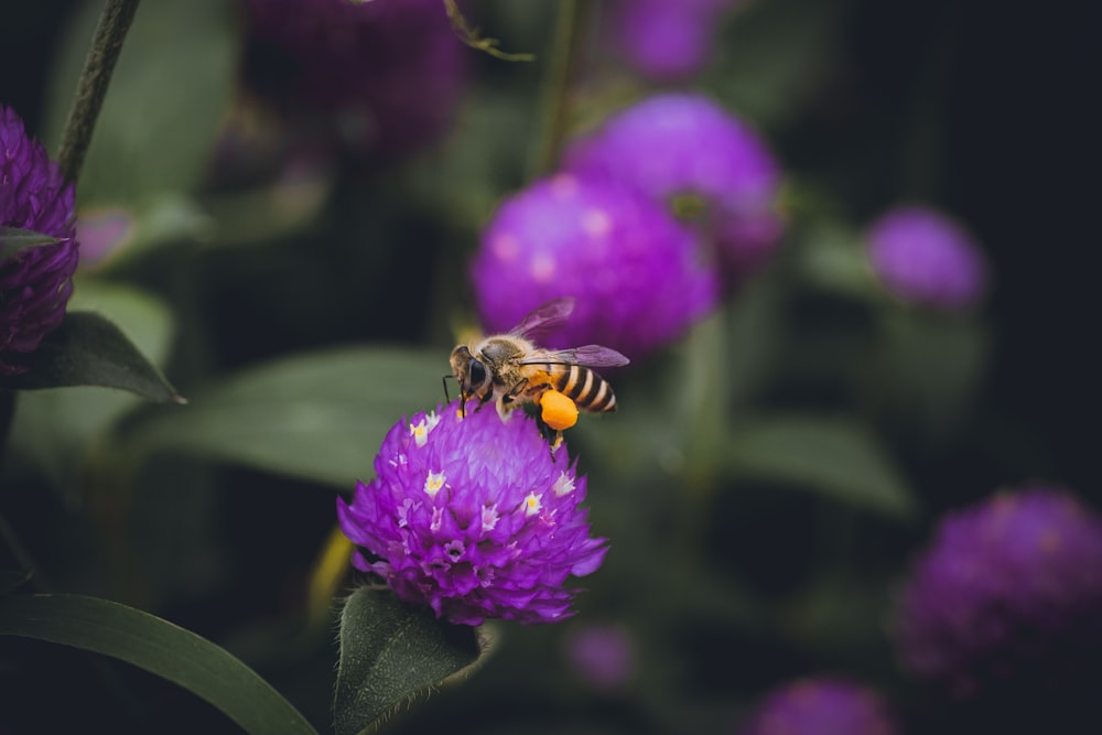 紫色の花に黄色と黒の蜂