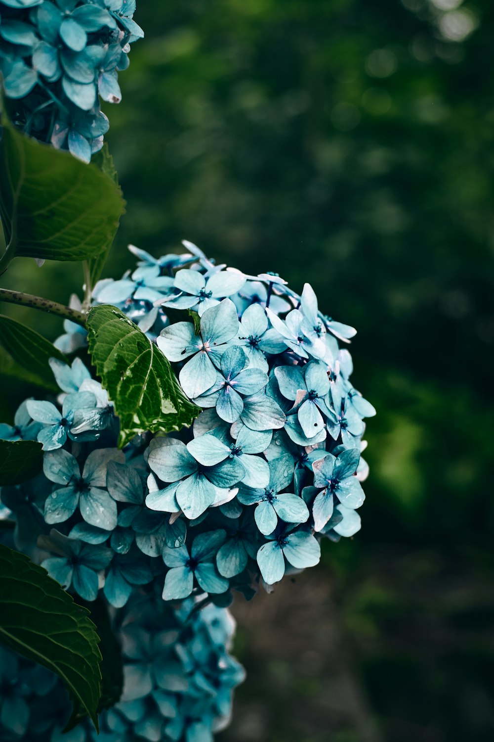 blue flowers with green leaves