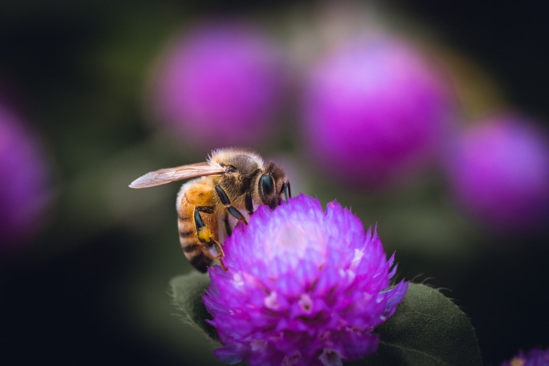 honeybee perched on purple flower in close up photography during daytime