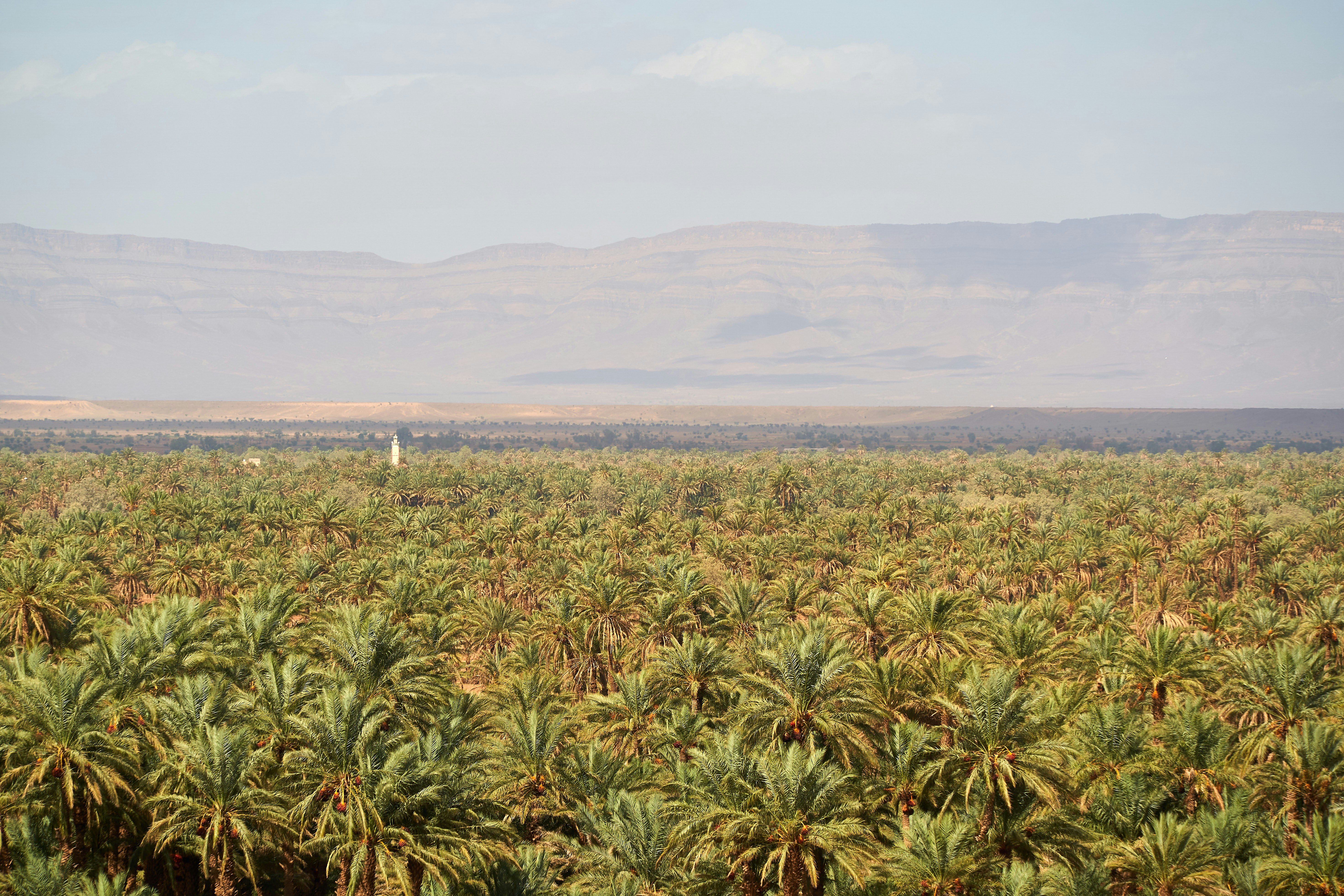 green and brown wheat field during daytime, oasis Ouarzazate 
