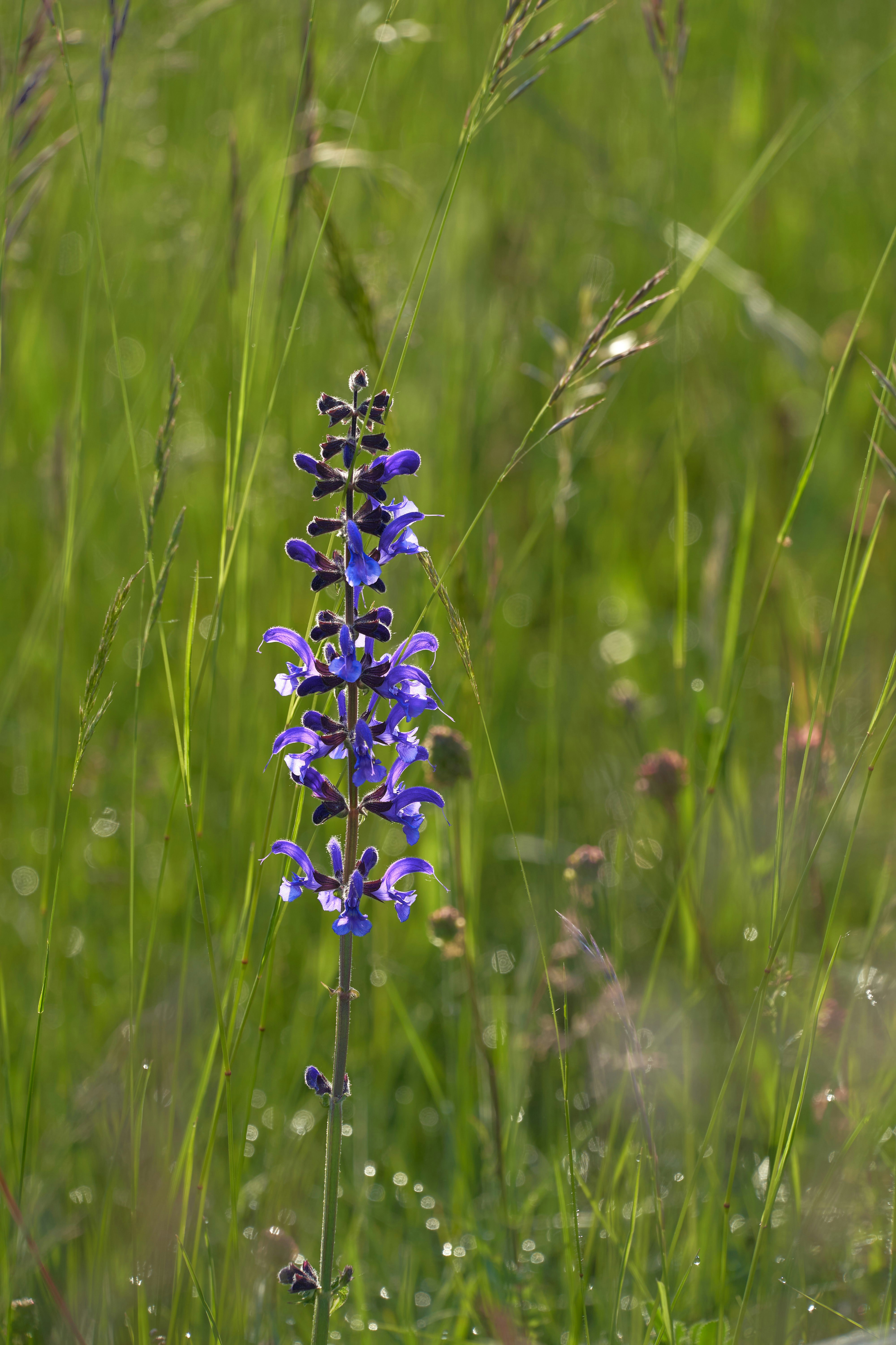 Photo by wolfgang_hasselmann