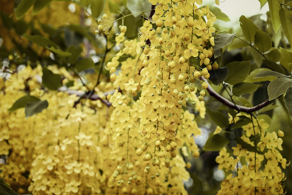 yellow flowers in tilt shift lens