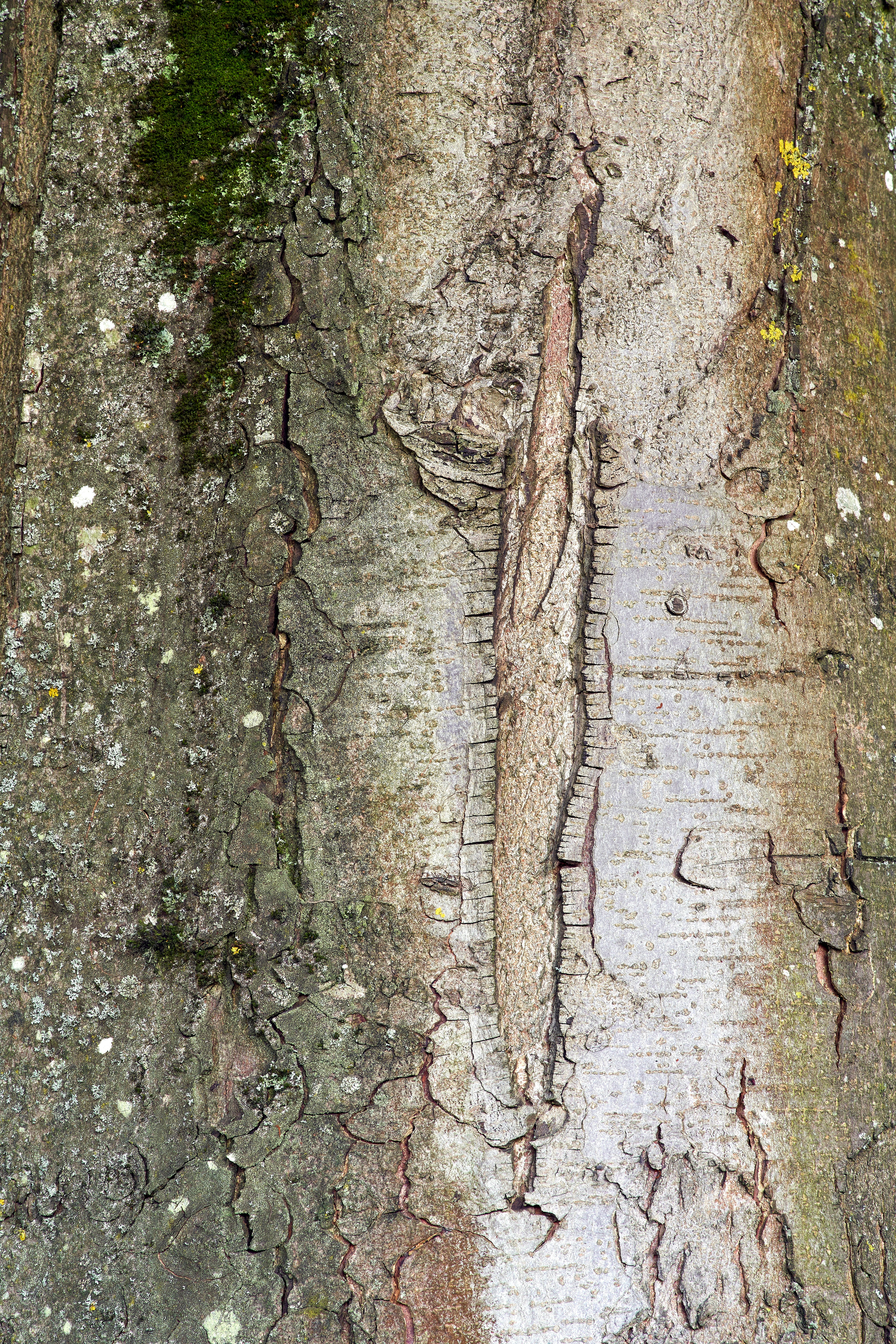 Photo by wolfgang_hasselmann