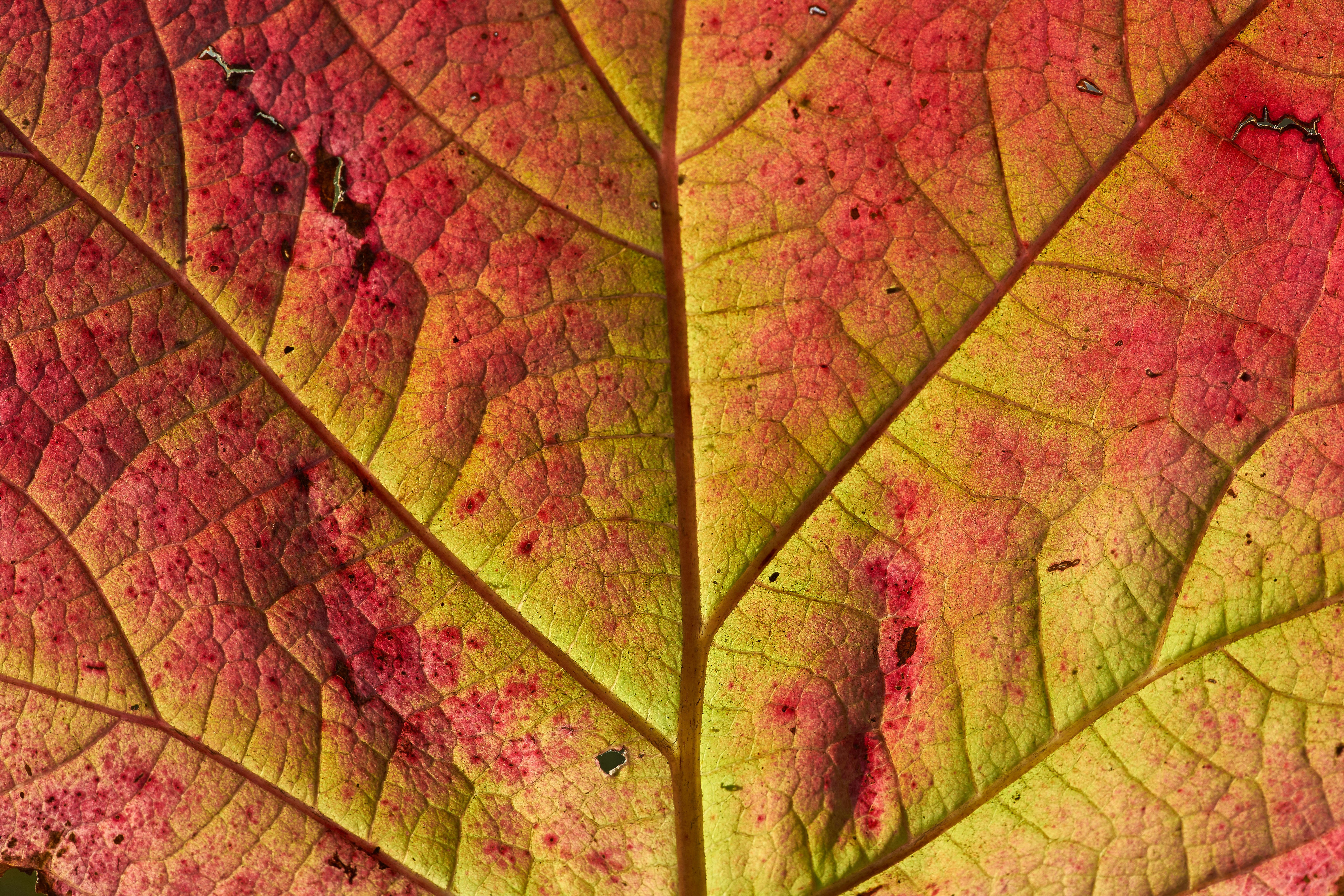 Photo by wolfgang_hasselmann