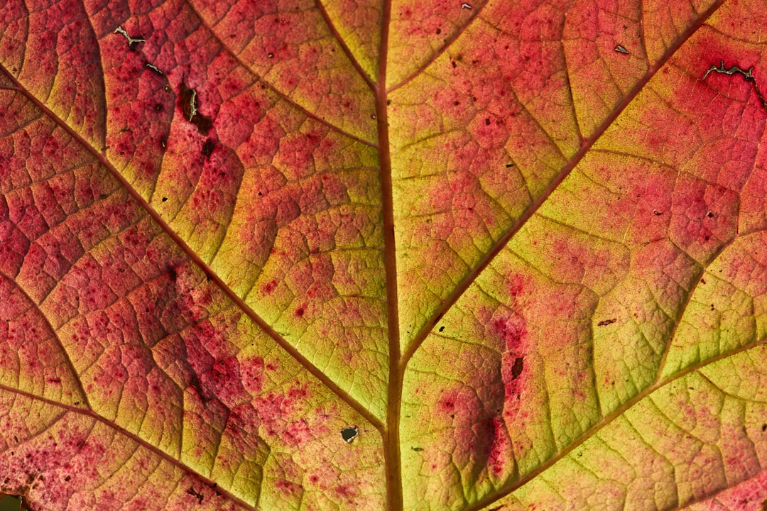 purple and green leaf in close up photography