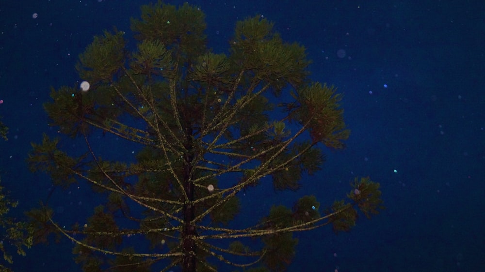 green tree under blue sky during night time