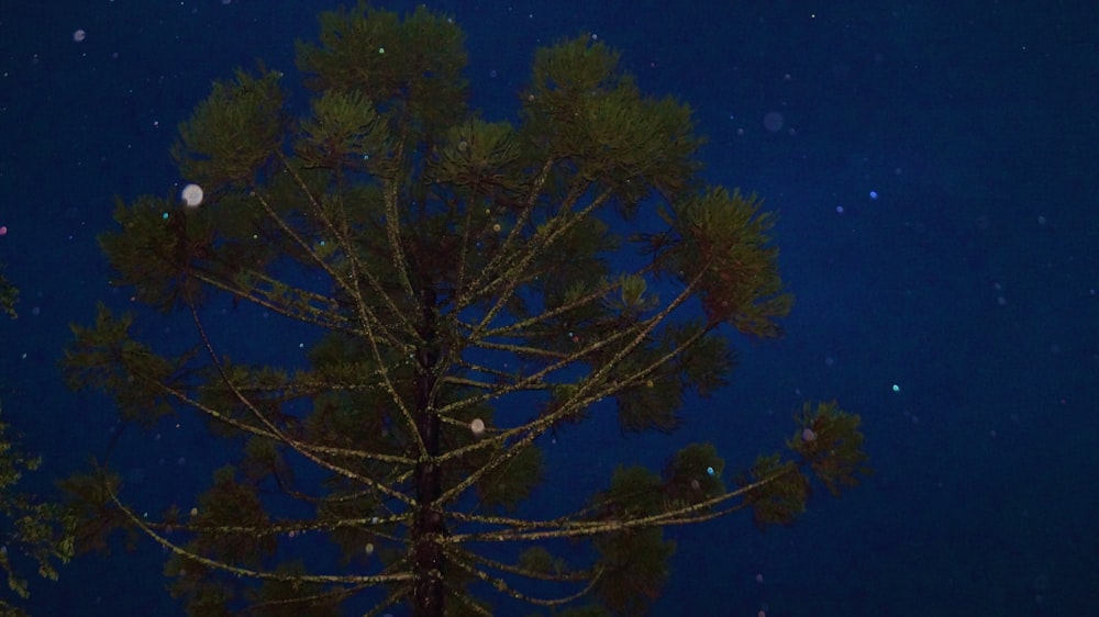 albero verde sotto il cielo blu durante la notte