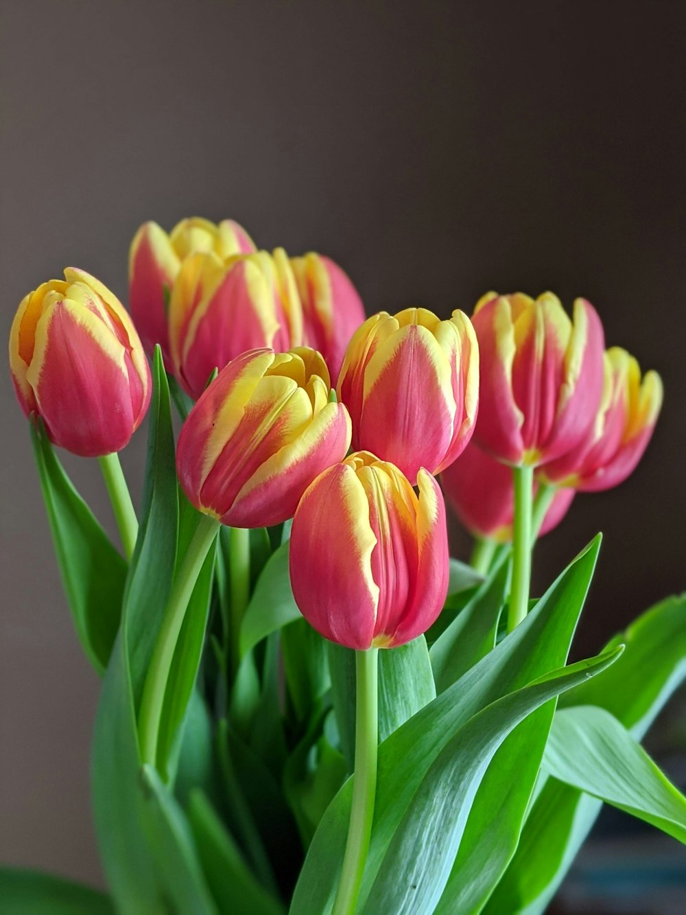 pink and yellow tulips in bloom