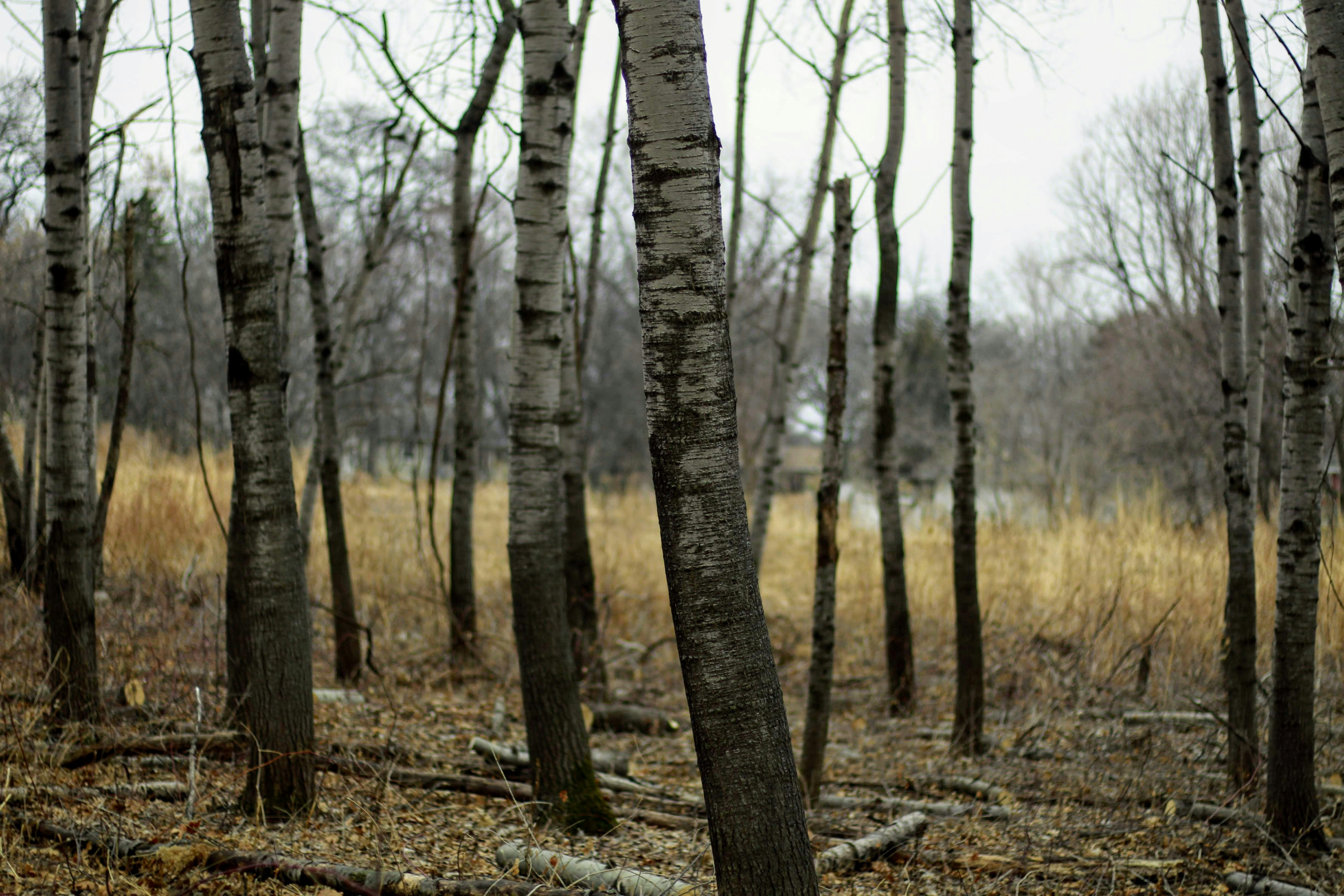 brown trees on brown grass field during daytime