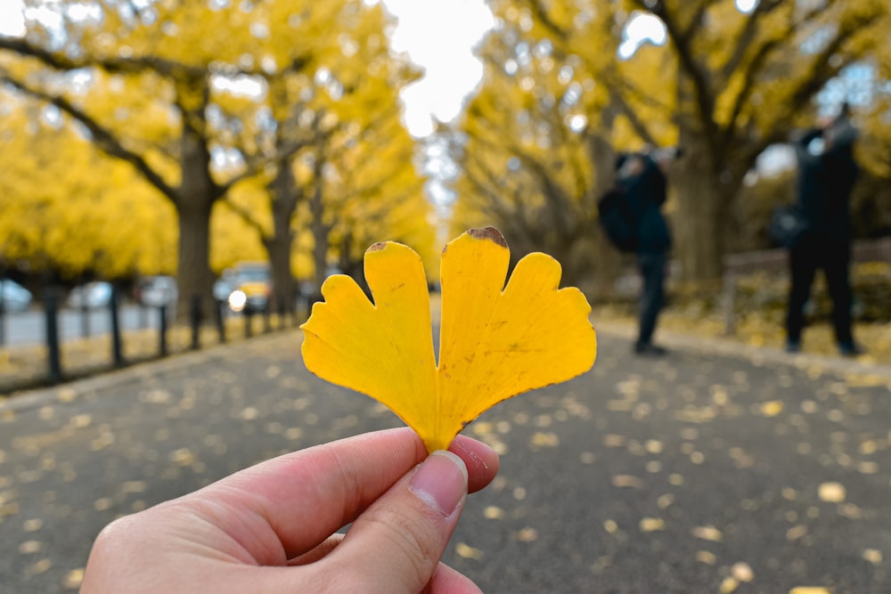 yellow leaf on persons hand