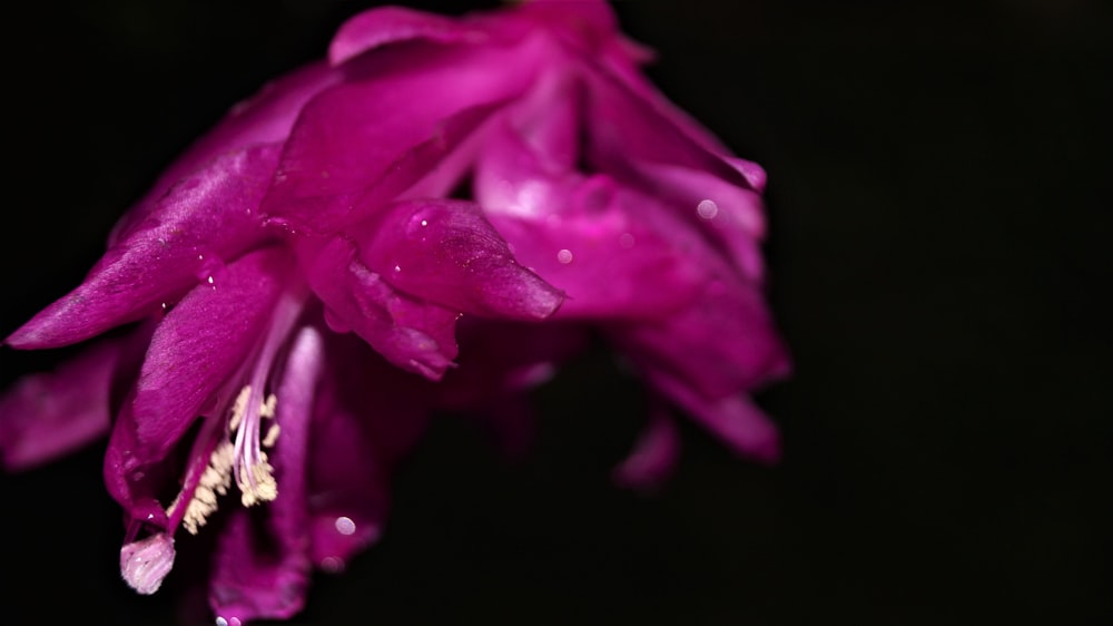 purple flower in macro shot