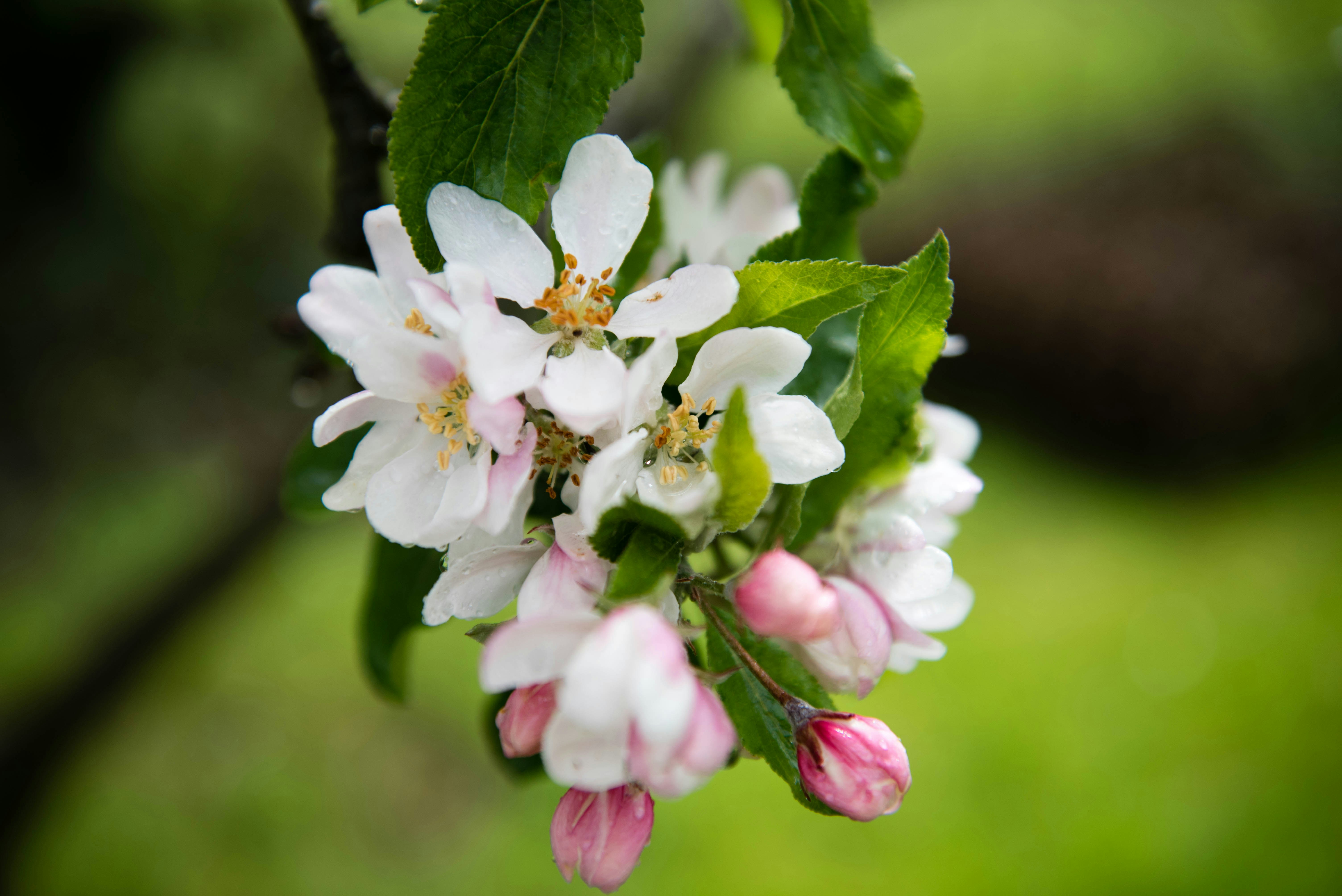 white and pink flower in tilt shift lens