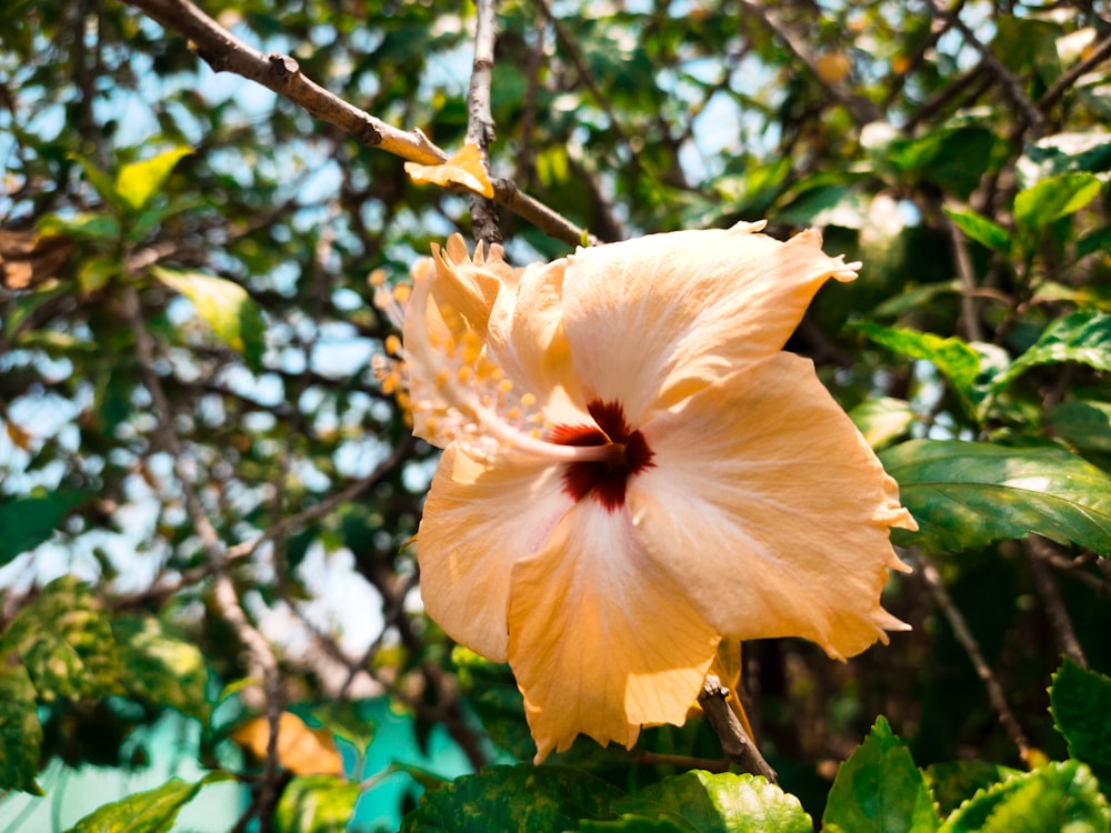 yellow hibiscus in bloom during daytime