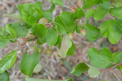 A close-up view of several green leaves with small, round, immature fruits attached to a stem. The leaves appear healthy and vibrant, displaying a rich green color with visible veins. The undergrowth comprises finer stems and a blurred background, suggesting a natural setting.