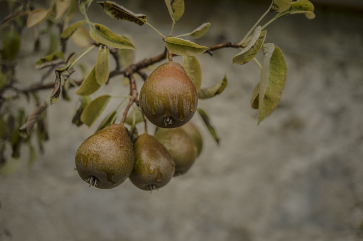 The Golden Pear Tree