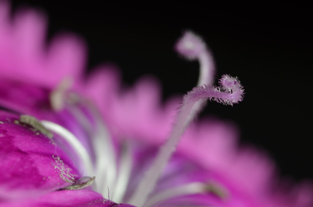 flor roxa e branca na foto macro