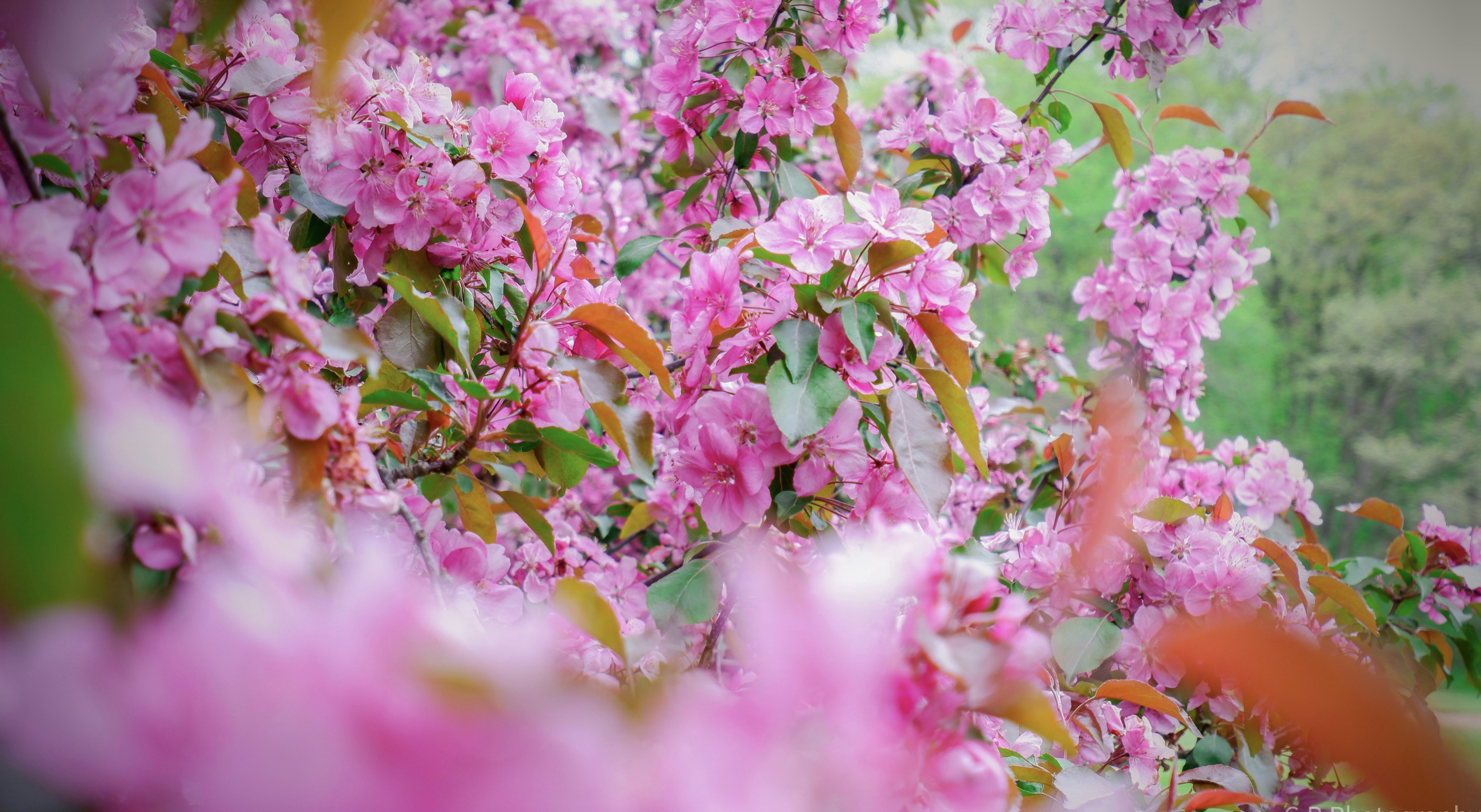 Photo by cb_photography