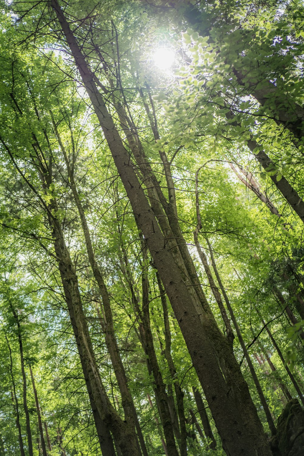 green trees under white sky during daytime