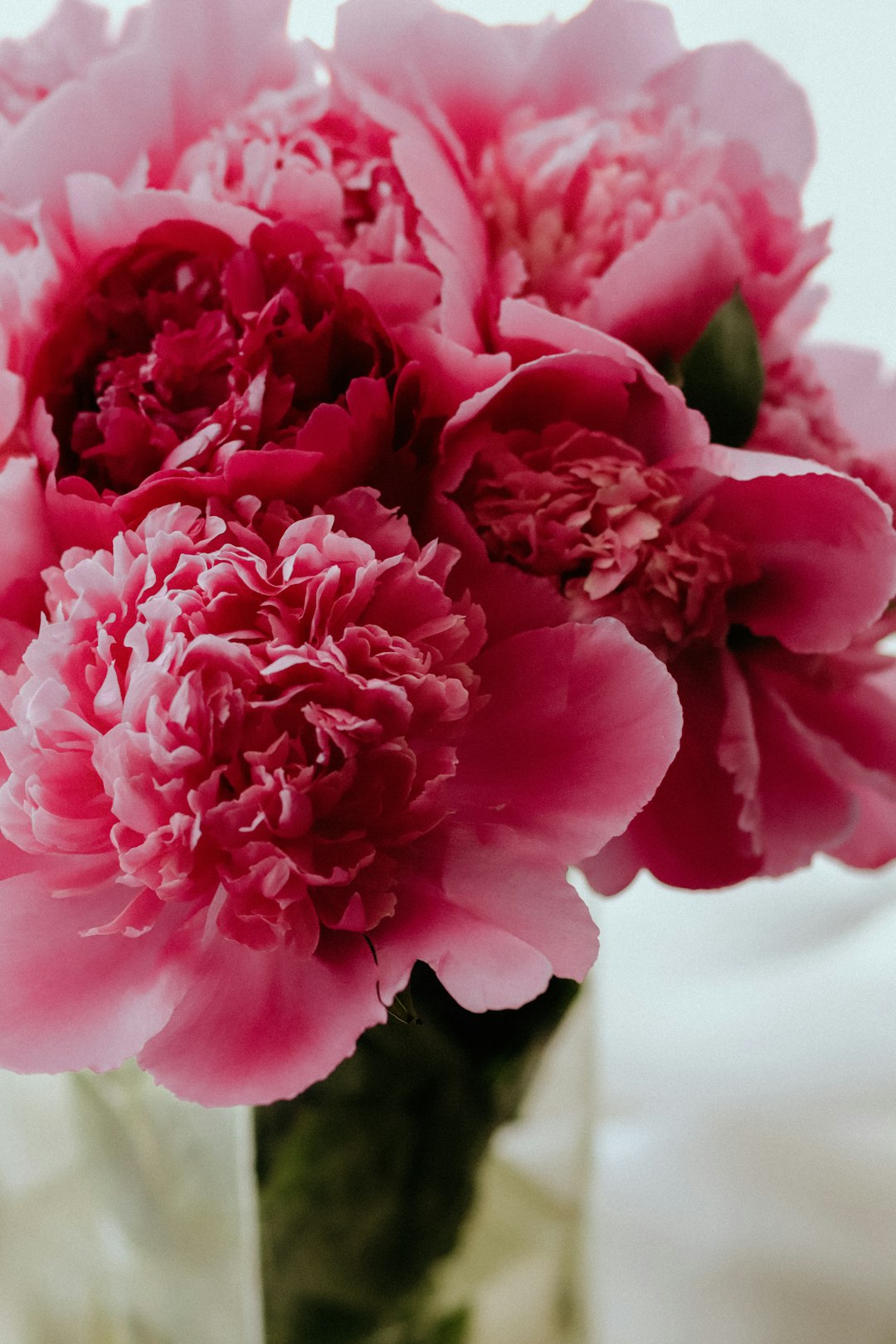 pink and white flower in macro lens