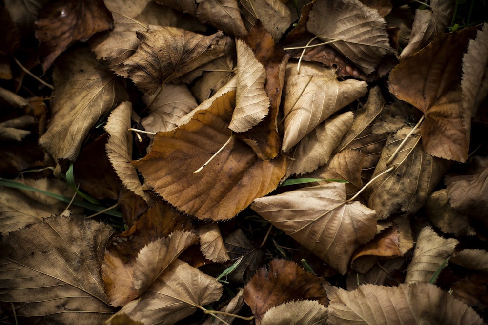 brown dried leaves on green grass