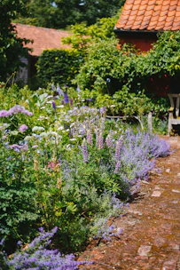 A vibrant garden path showcasing tips for home and outdoors.