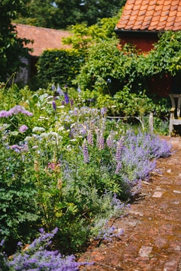 purple flowers on brown soil