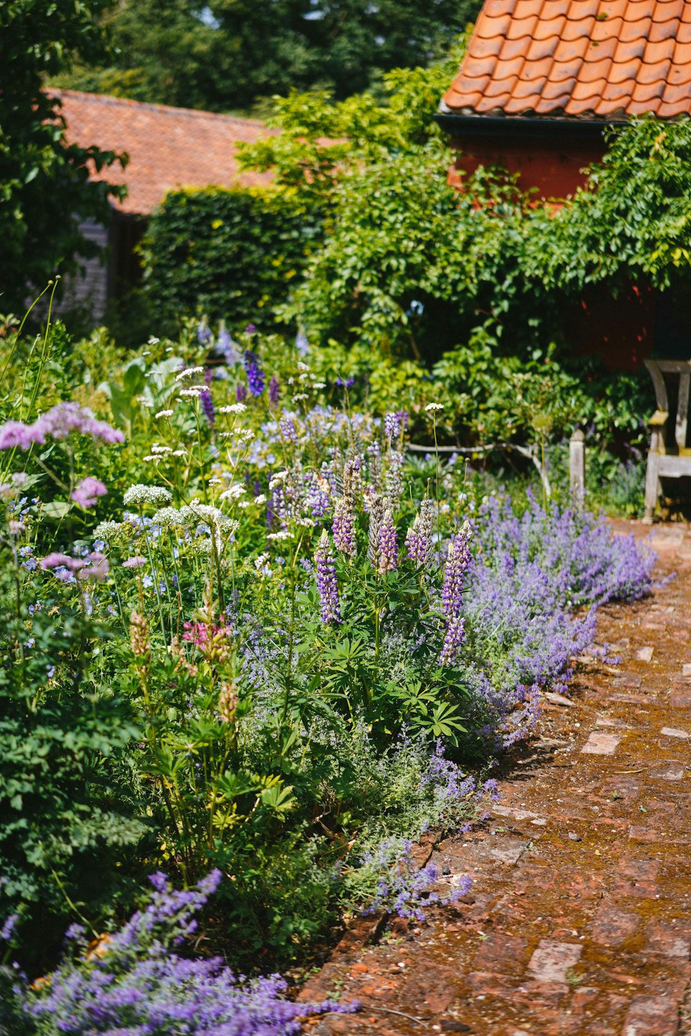 purple flowers on brown soil