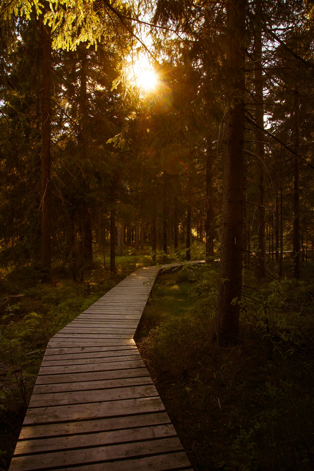 Brown Wooden Pathway Between Green Trees During Daytime Photo Free