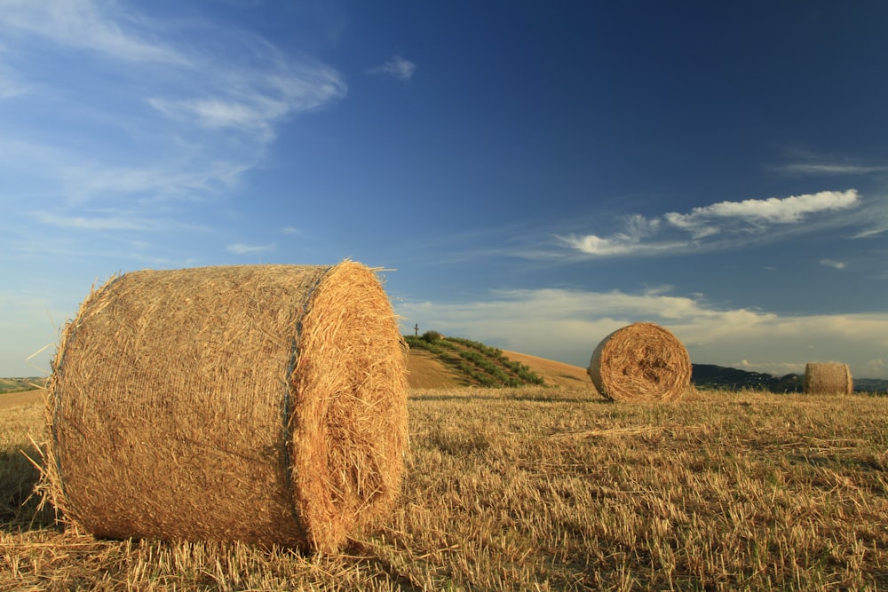 brown grass field under blue sky during daytime