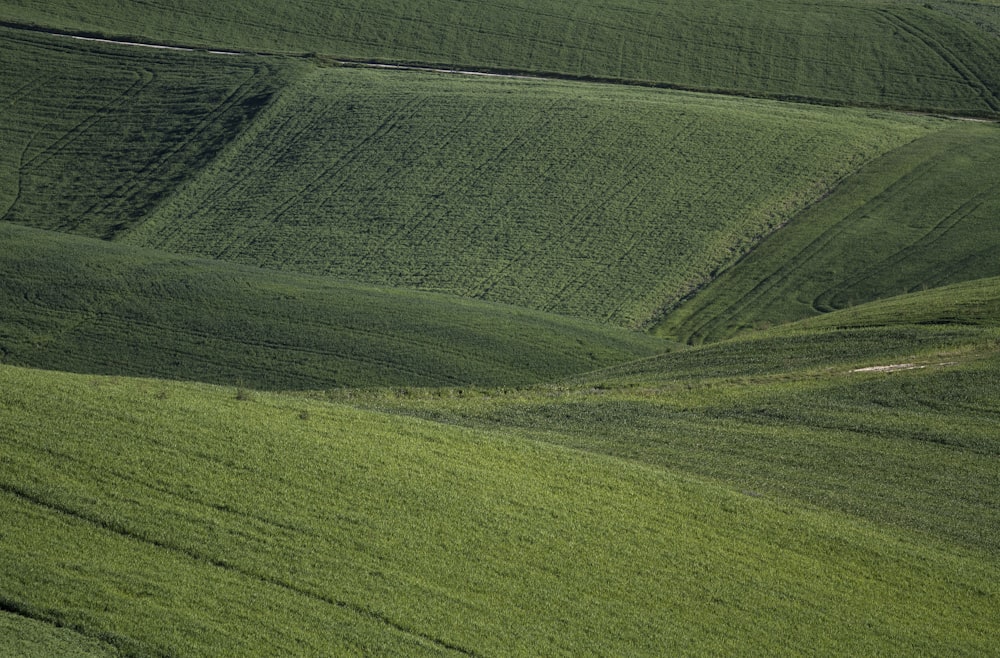 green grass field during daytime