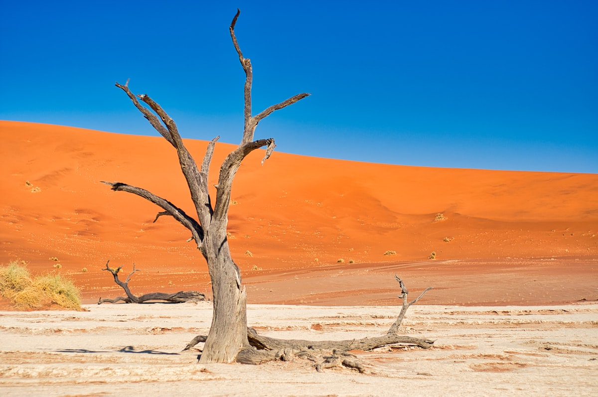 A dark bare tree on pale clay pan in front of an enormous orange dune under a deep blue sky