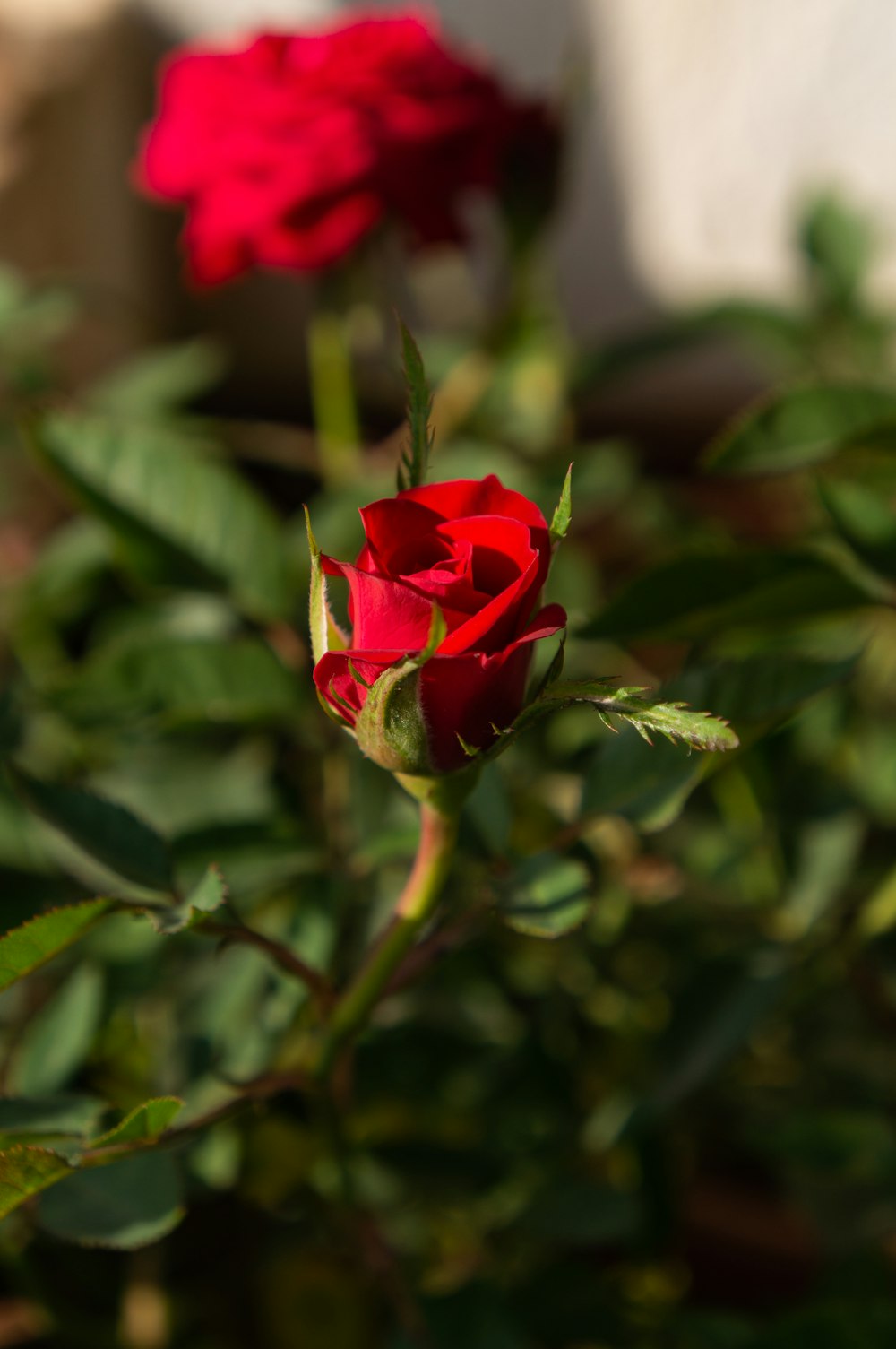 red rose in bloom during daytime