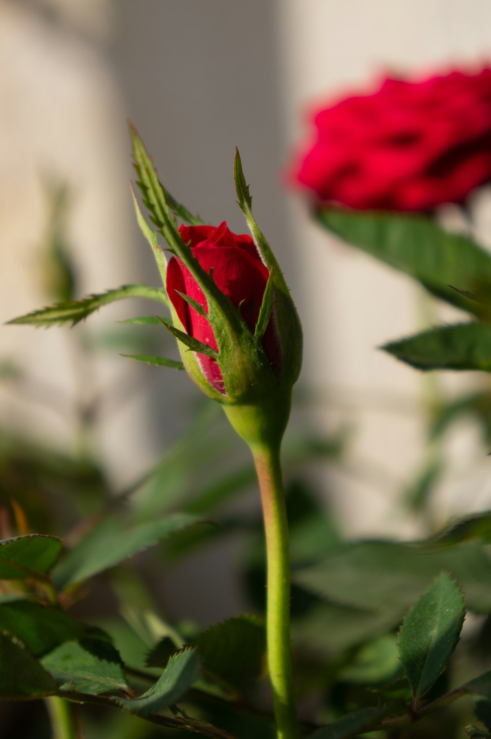 red rose in bloom during daytime