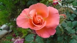 A vibrant peach-colored rose in full bloom surrounded by green leaves and a few budding flowers. The petals are intricately layered with a delicate gradient from deeper peach in the center to lighter shades at the edges.