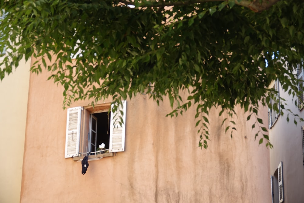 green tree beside beige wall