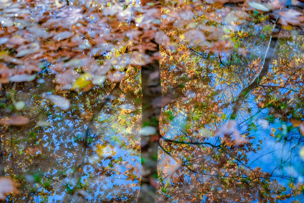 the reflection of a tree in a puddle of water