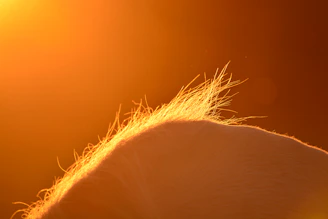 Elegant close-up of a majestic horse’s mane shimmering under soft golden light.