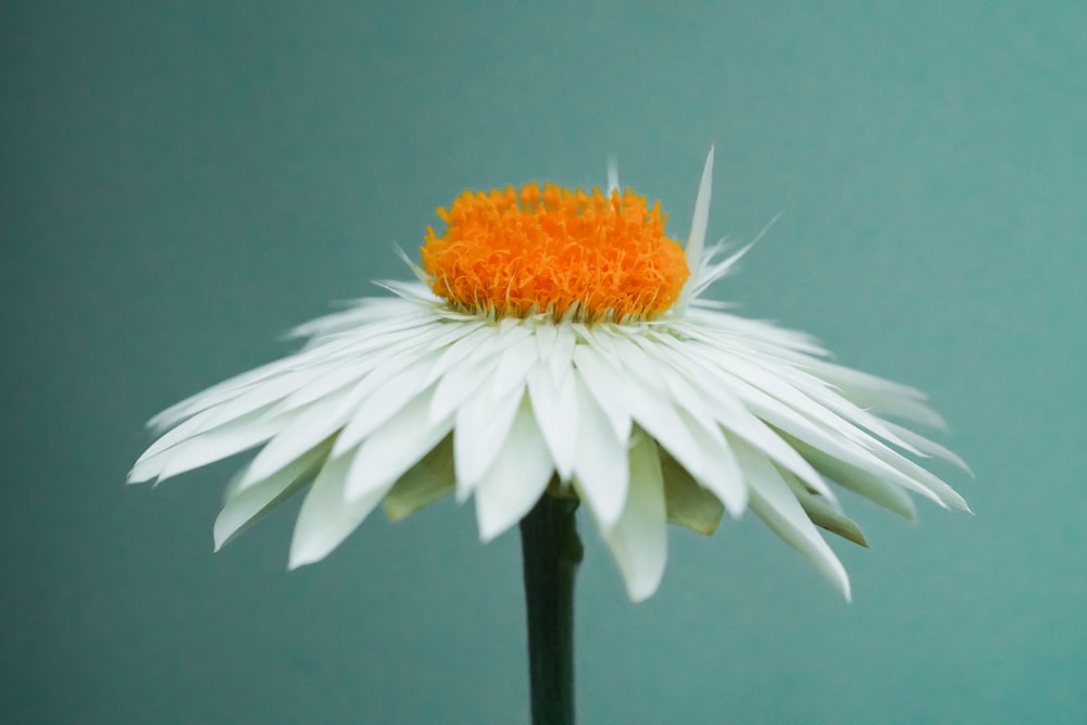 white and orange flower in close up photography