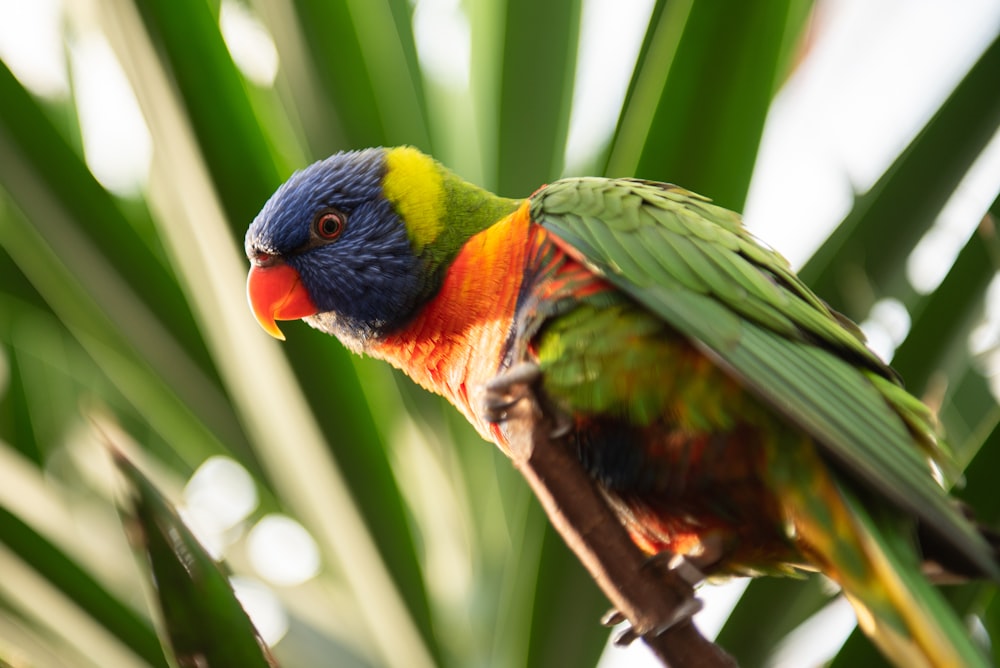 green yellow and red bird on brown tree branch during daytime