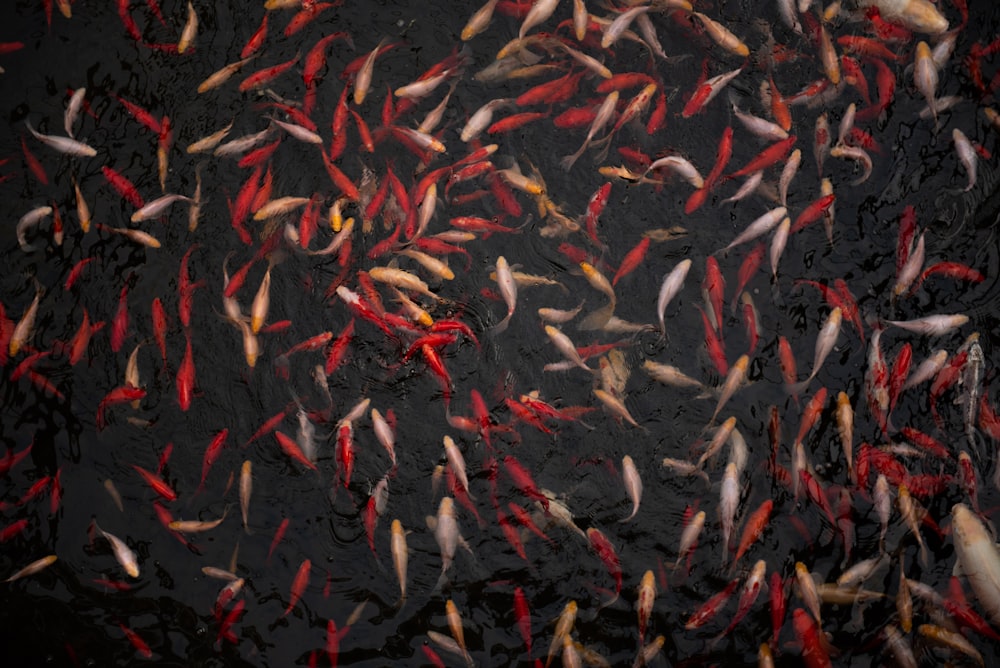 red and yellow koi fish